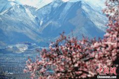 绝美四月 西藏拉萨古寺桃花盛开