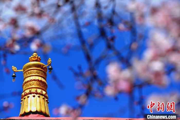 拉萨帕邦喀桃花盛开。 江飞波 摄 绝美四月 西藏拉萨古寺桃花盛开