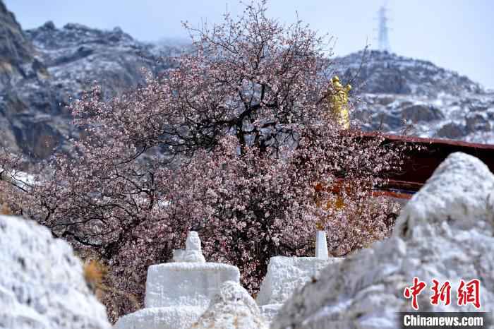 据悉,帕邦喀藏语意为“巨石上的宫殿”。 江飞波 摄 绝美四月 西藏拉萨古寺桃花盛开