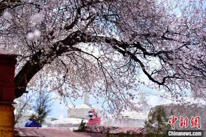 4月,拉萨北郊的帕邦喀。 江飞波 摄 绝美四月 西藏拉萨古寺桃花盛开